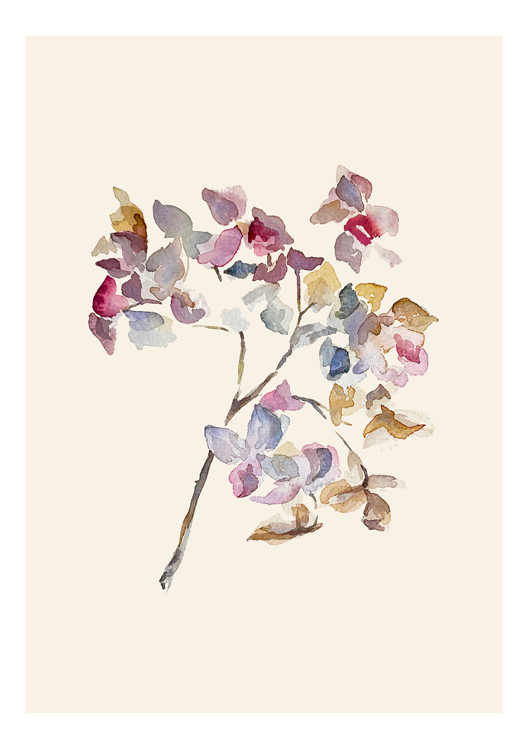 Dried out Hydrangea