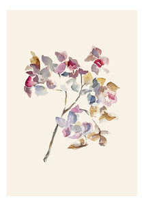 Dried out Hydrangea